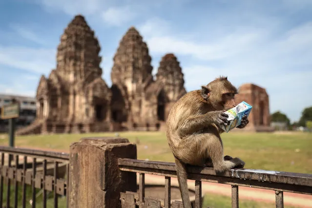A monkey drinks from a packet of milk in front of the Prang Sam Yod temple during the annual Monkey Buffet Festival in Lopburi province, north of Bangkok on November 29, 2020. (Photo by Jack Taylor/AFP Photo)