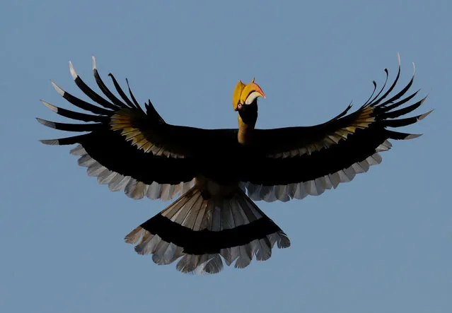 A great hornbill (Buceros bicornis) also called concave-casqued hornbill and one of the larger members of the hornbill family, flies under the blue sky in Bago Region, Myanmar, 16 December 2020. (Photo by Lynn Bo Bo/EPA/EFE)