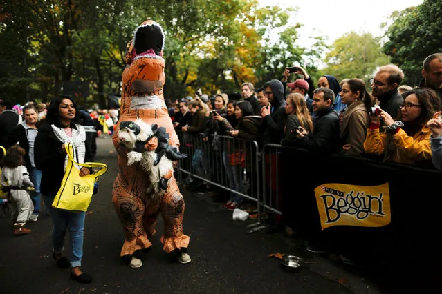 Revellers take part in the annual halloween dog parade at Manhattan's Tompkins Square Park in New York, U.S. October 22, 2016. (Photo by Eduardo Munoz/Reuters)
