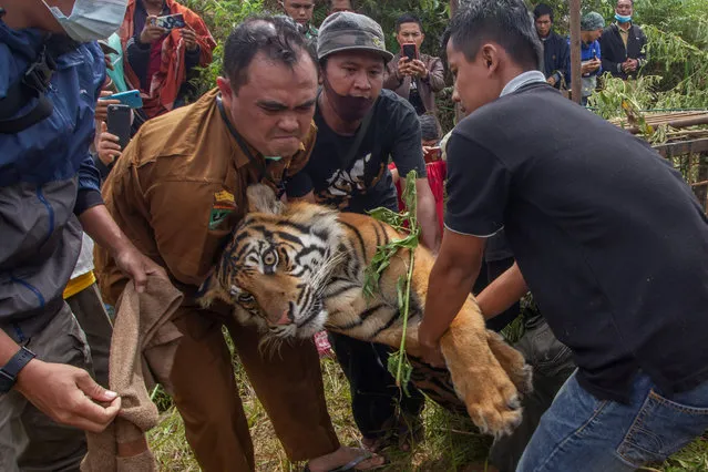 Rangers carry a captured Sumatran tiger in Lurah Ingu Village, West Sumatra on December 7, 2020. The Indonesian government estimates that around 600 Sumatran tigers are left in the wild and are considered endangered animals according to the International Union for Conservation of Nature (IUCN). (Photo by Kariadil Harefa/AFP Photo)