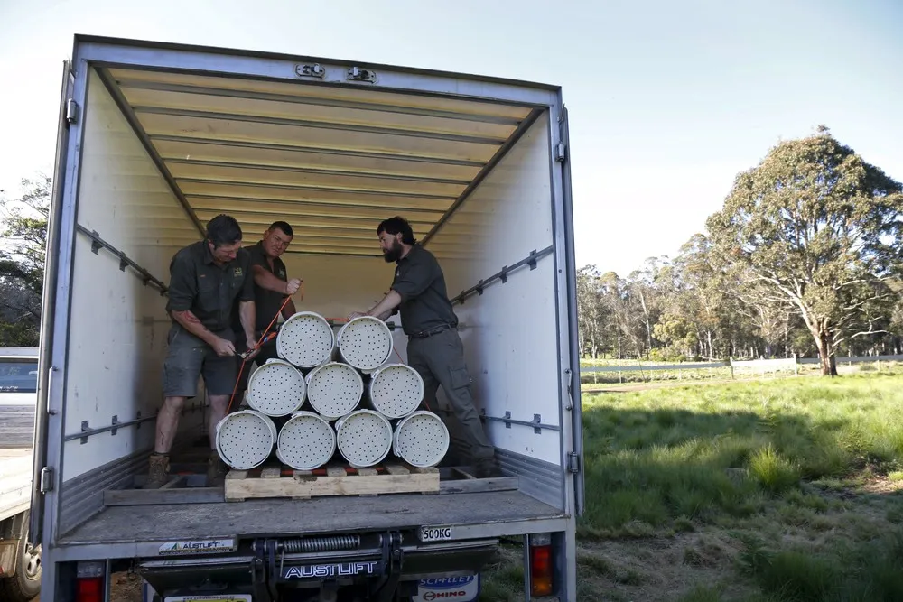 Tasmanian Devils Come Home