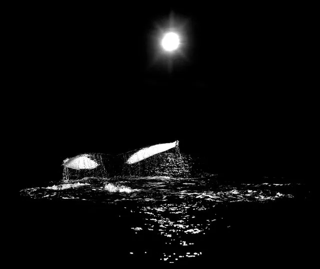 Runner-up mammals: Humpback whale under the Arctic moon by Audun Rikardsen (Norway). ‘For a number of years, massive shoals of herring have gathered during the dark winter months in the fjords near the town of Tromsø. (Photo by Audun Rikardsen/GDT European Wildlife Photographer of the Year 2015)