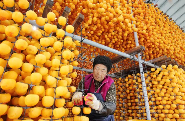 A woman binds peeled persimmons together to dry them at a farm in Sangju, some 270km southeast of Seoul, South Korea, 27 October 2016. Sangju is famous for dried persimmons, called “gotgam” in Korean, which is a favorite Korean delicacy. (Photo by EPA/Yonhap)