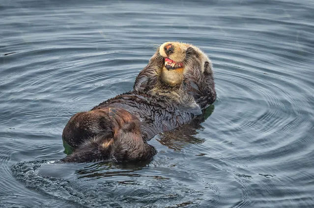 Otters pull a series of funny faces as they sunbathe at Prince William Sound, off the coast of Seward, Alaska in April 2023. (Photo by Jeffrey C. Sink/Solent News & Photo Agency)