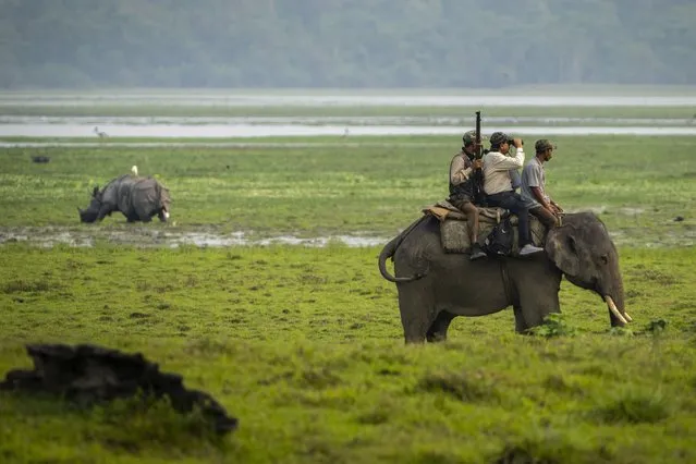 Forest officers count one-horned rhinoceros' during a rhino census in Kaziranga national park, in the northeastern state of Assam, India, Sunday, March 27, 2022. Nearly 400 men using 50 domesticated elephants and drones scanned the park’s 500 square kilometers (190 square miles) territory in March and found the rhinos' numbers increased more than 12%, neutralizing a severe threat to the animals from poaching gangs and monsoon flooding. (Photo by Anupam Nath/AP Photo)