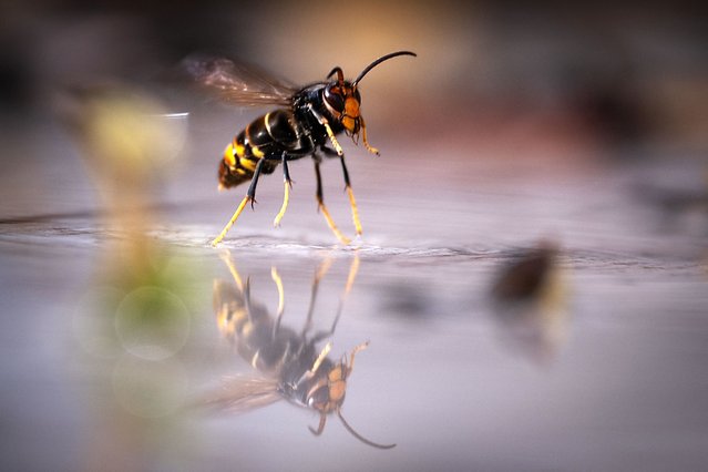 This photograph shows an Asian Hornet (Vespa Velutina Nigrithorax) in Hochstatt, eastern France, on October 29, 2025. (Photo by Sébastien Bozon/AFP Photo)