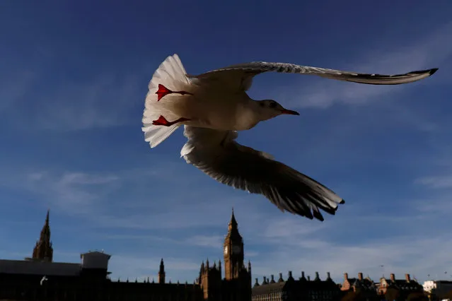 A seagull flies past the Houses of Parliament in central London, Britain November 2, 2016. (Photo by Stefan Wermuth/Reuters)