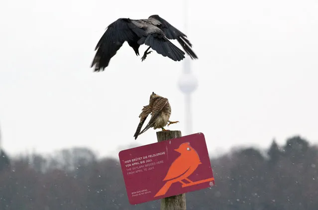 A kestrel is attacked by a hooded crow on Tempelhofer Feld, part of the former Tempelhof airport in Berlin on January 15, 2021. (Photo by Hauke Schroder/dpa)