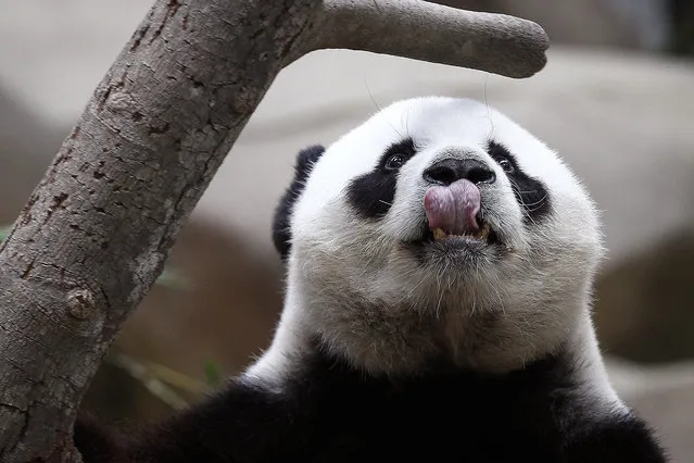 In this Friday, December 11, 2015 file photo, Xing Xing, formerly known as Fu Wa, one of the two giant pandas from China, sniffs for food at the Giant Panda Conservation Center at the National Zoo in Kuala Lumpur, Malaysia. The two giant pandas have been on loan to Malaysia from China for 10 years since May 21, 2014 to mark the 40th anniversary of the establishment of diplomatic ties between the two nations. (Photo by Joshua Paul/AP Photo)