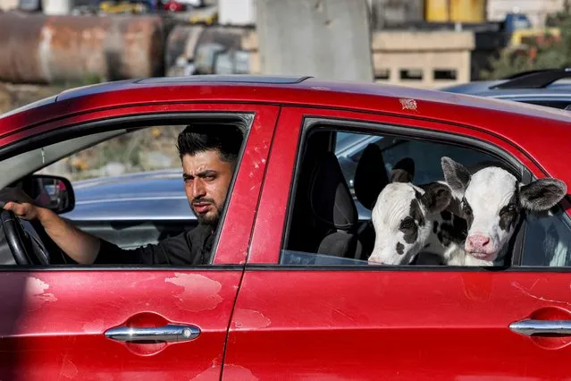 A man in the driver's seat looks on as lambs peek out from a window behind in a vehicle at a livestock market in the occupied West Bank city of Hebron on June 23, 2023, as Palestinians prepare for the upcoming Muslim feast of Eid al-Adha. Known as the “big” festival, Eid al-Adha (Feast of Sacrifice) is celebrated each year by Muslims sacrificing various animals according to religious traditions, including cows, camels, goats, and sheep. (Photo by Hazem Bader/AFP Photo)