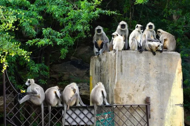 Langur monkeys at the Deer park in Pushkar, Rajasthan, India on 03 July 2023. Langurs monkeys, also called are Old World monkeys are largely gray (some more yellowish), with a black face and ears. (Photo by ABACA Press/Rex Features/Shutterstock)