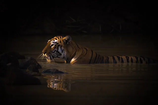 Bath Time. Bengal tigress. Tadoba Andhari Tiger Reserve, India. Gold prize in animal portraits. (Photo by Nick Dale/World Nature Photography Awards)