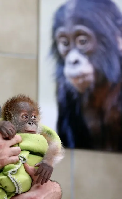 Three week old female orangutan baby Rieke looks to a photograph during a presentation to the media at the Zoo in Berlin February 6, 2015. (Photo by Fabrizio Bensch/Reuters)