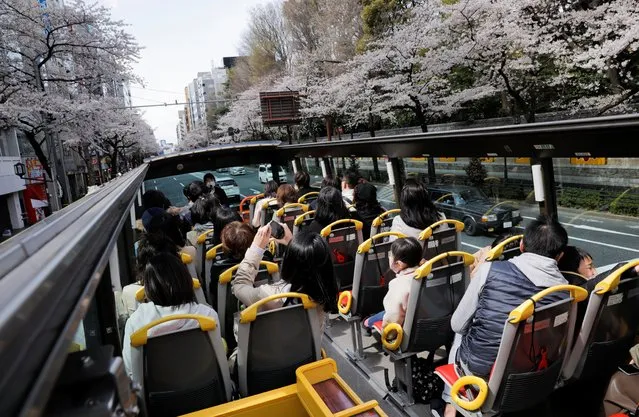 Passengers wearing protective face masks enjoy viewing blooming cherry blossoms from an open-top sightseeing bus, operated by Hato Bus Co., after Japan's government lifted the coronavirus state of emergency in the Tokyo area, Japan on March 22, 2021. (Photo by Androniki Christodoulou/Reuters)