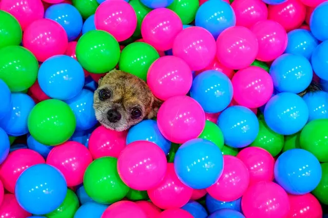 A chihuahua sits in a pool full of plastic balls at the 10th Thailand international Pet Variety Exhibition in Bangkok on March 26, 2021. (Photo by Mladen Antonov/AFP Photo)