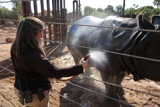 Chutti, the one-horned rhinoceros gets a shower at the Phoenix Zoo, as Arizona, U.S. battles through a relentless heat wave, with temperatures soaring above 110 degrees Fahrenheit, 43C, for 22 consecutive days, July 21, 2023. (Photo by Liliana Salgado/Reuters)