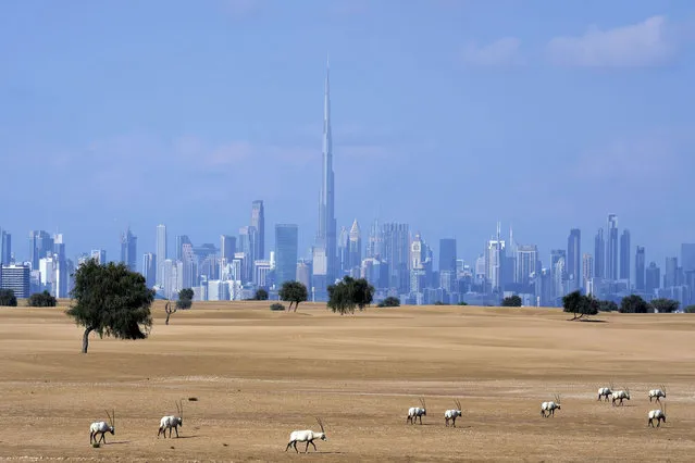 A flock of Arabian Oryx graze at a conservation area in front of the city skyline with the Burj Khalifa, the world's tallest building, in Dubai, United Arab Emirates, Sunday, January 8, 2023. (Photo by Kamran Jebreili/AP Photo)
