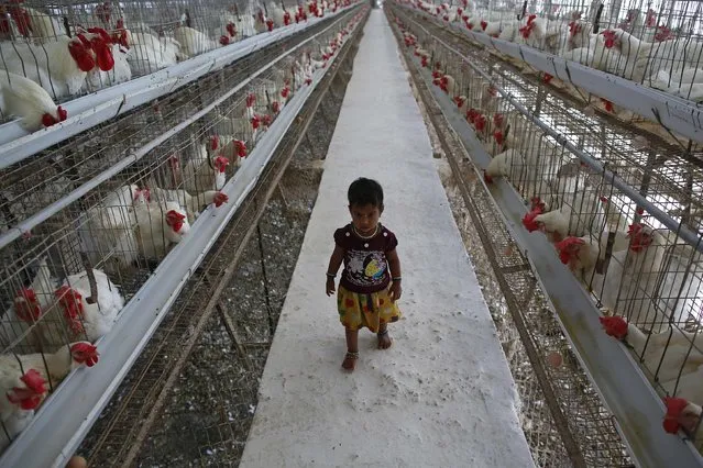 A girl walks on a pathway between cages of chickens at an hatchery in Mangaon, south of Mumbai February 2, 2015. Indian corn producers, after scoring virtually no major export deal for months, are counting on local chicken farms to absorb millions of tonnes of the grain as poultry output heads for yet another record year. (Photo by Danish Siddiqui/Reuters)