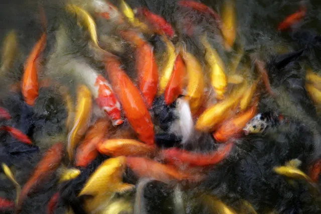 Carp gather near bait fed by visitors at a lake inside a park in Beijing, Wednesday, August 15, 2018. Parks are popular venues for residents of the Chinese capital for gathering and exercising throughout the four seasons of the year. (Photo by Andy Wong/AP Photo)