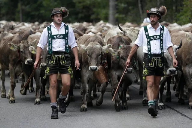 Bavarian herdsmen in traditional dress drive their livestock during the return of the cattle from the summer pastures in the mountains near Oberstdorf, Germany, Thursday, September 13, 2018. In autumn, herds fed on alpine pastures in the mountains during summer are led down to the valley where they spend the winter. (Photo by Matthias Schrader/AP Photo)