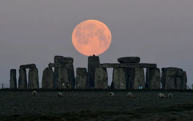 Sheep graze as the full moon, known as the “Super Pink Moon”, sets behind Stonehenge stone circle near Amesbury, Britain, April 27, 2021. (Photo by Toby Melville/Reuters)