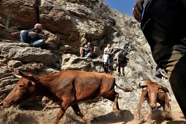 Several attendants look at the first bullrun in the town of Falces, in Navarra, northern Spain, 13 August 2023. The bullrun is held at “Pilon of Falces”, a 800-m downhill mountain trail with a rock wall on one of the sides of the path and a cliff on the other. (Photo by Jesus Diges/EPA/EFE)