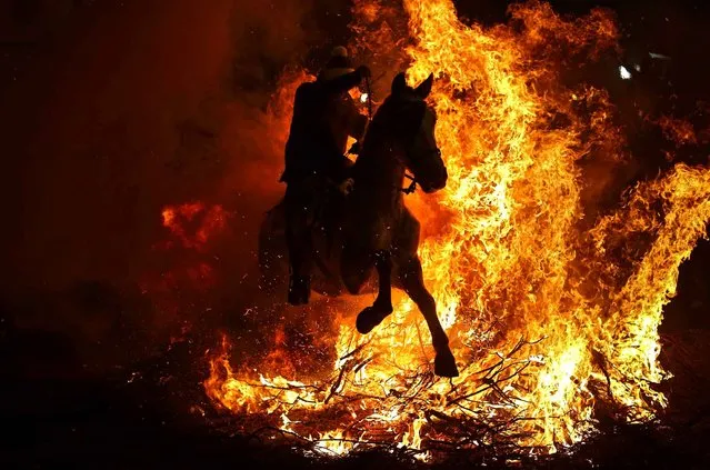 A man rides a horse through a bonfire as part of a ritual in honor of Saint Anthony the Abbot, the patron saint of domestic animals, in San Bartolome de Pinares, Spain, Saturday, January 16, 2016. On the eve of Saint Anthony's Day, dozens ride their horses through the narrow cobblestone streets of the small village of San Bartolome during the “Luminarias”, a tradition that dates back 500 years and is meant to purify the animals with the smoke of the bonfires and protect them for the year to come. (Photo by Francisco Seco/AP Photo)