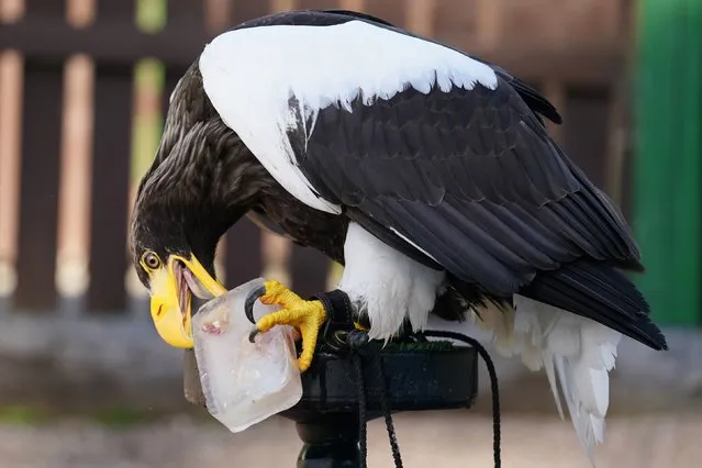 A Stellar's sea eagle with food encased in a block of ice at Blair Drummond Safari Park, near Stirling, Scotland on Tuesday, September 5, 2023, as forecasters are predicting a “last dose of summer”, with warm spells across the country. (Photo by Andrew Milligan/PA Images via Getty Images)