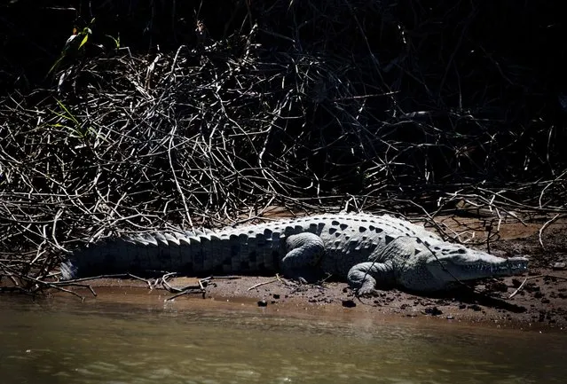 A huge crocodile nicknamed “Lady Gaga” on the banks of the Río Grande in Tarcoles, 110 km southwest of San Jose on March 7, 2015. (Photo by Ezequiel Becerra/AFP Photo)