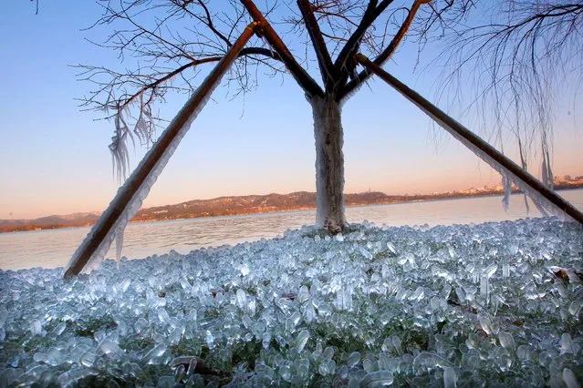 Plants are seen frozen by the side of the West Lake in Hangzhou, Zhejiang province, January 25, 2016. (Photo by Reuters/Stringer)