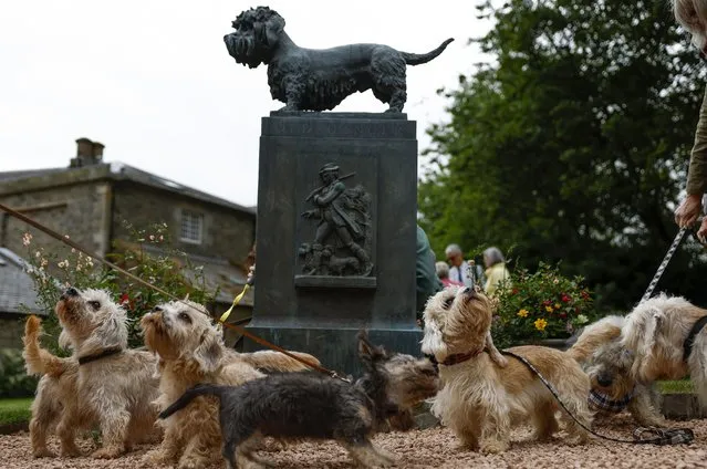 Dandie Dinmont Terrier owners and their dogs gather at the Old Ginger statue at The Haining kennel yard on July 23, 2022 in Selkirk, Scotland. Dandie Dinmont Terriers are one of the oldest and rarest dog breeds. The breed originates from the Scottish Borders and is on the UK Kennel Club's Vulnerable Native Breeds list. Every living Dandie Dinmont terrier can be traced back to Old Ginger, a pet owned by the author Sir Walter Scott, who was a frequent visitor to The Haining as a guest of the Duke and Duchess of Buccleuch. The kennels at The Haining are home to a sculpture of Old Ginger created by the Queen's Sculptor, Alexander Stoddart. (Photo by Jeff J. Mitchell/Getty Images)