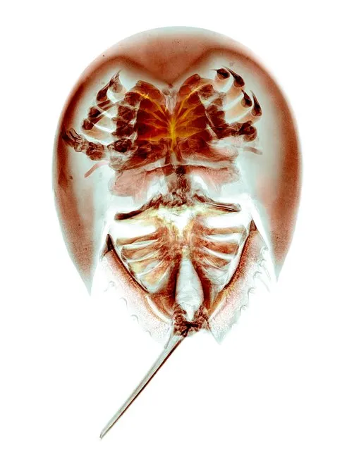 Coloured X-ray of the carapace of a horseshoe crab (family Limulidae). Despite its name this animal is not closely related to true crabs, instead being closer to the spiders. It has remained essentially unchanged for the last 500 million years, and is considered to be a “living fossil”. (Photo by Paula Fontaine/Barcroft Media)