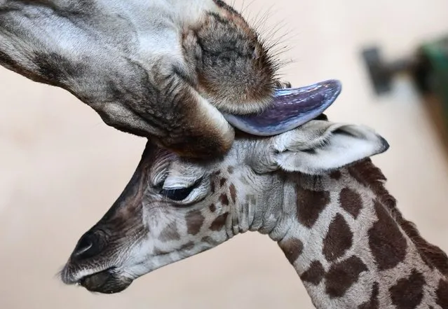 A three-day young giraffe baby is cleaned by its mother in the “Giraffe House” at Zoo and Botanic Garden of Budapest on January 3, 2017. The young giraffe was born on January 1. (Photo by Attila Kisbenedek/AFP Photo)