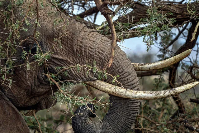 A female African bush elephant eats acacia tree in the Lewa Wildlife Conservancy in northern Kenya near Isiolo on July 17, 2021 as Kenya Wildlife Services (KWS) conducts a wildlife count. Kenya launched its first ever National Wildlife Census on May 7, 2021, covering both land and Aquatic wildlife. An exercise conducted by the Government of Kenya and executed by the Ministry of Tourism and Wildlife, Kenya Wildlife Service and the newly created Wildlife Research & Training Institute. (Photo by Tony Karumba/AFP Photo)