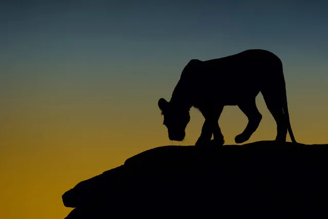 Using his camera skills, Marc meters the background sky in order to achieve the beautiful black silhouettes of the wildlife, Africa, 2010-2016. A photographer has travelled around Africa for six years to capture striking silhouettes of lions, giraffes and birds. Australian wildlife photographer, Marc Mol took the series of pictures in various areas of Africa; including Botswana and Kenya to Tanzania and Zambia. Whether grazing, hunting or resting, the animals' daily activities are transformed into something majestic when cast against golden evenings and pink dawns. (Photo by Marc Mol/Barcroft Images)