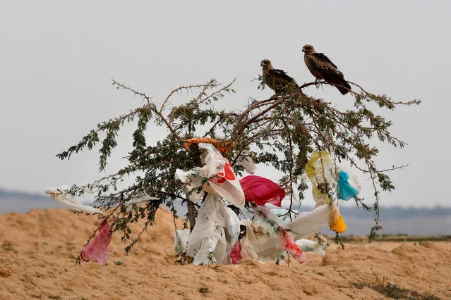 Black kites sit on a tree with plastic bags clinged to it after a storm near the Dudaim dump in Israel’s Negev desert near the Bedouin city Rahat on January 20, 2019. Israelis use approximately 2.7 billion plastic bags a year, which constitute 25 percent of the country’s trash volume. Since 2017 supermarkets charge a small price for the bags, following legislation aimed at diminishing their excessive use. (Photo by Menahem Kahana/AFP Photo)