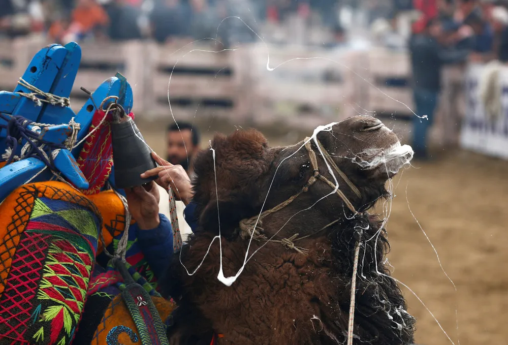 Selcuk-Efes Camel Wrestling Festival in Turkey