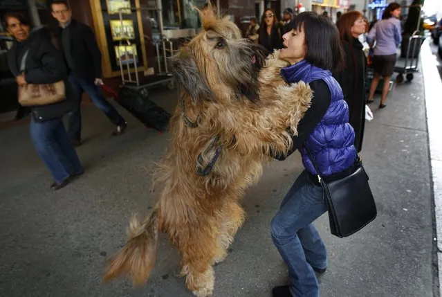 Gilbert, a three-year-old Briard breed, leaps on his owner Delores Dement of Memphis, Tennessee as they arrive to check into the Pennsylvania Hotel in New York City for the 136th Westminster Kennel Club Dog Show in this February 10, 2012 file photo. (Photo by Mike Segar/Reuters)