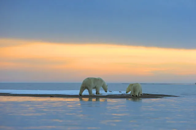 Polar Bear – Mother with cub. (Photo by Sylvain Cordier/Caters News)