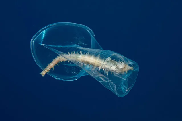 Marine Conservation category third. Silent Killer by Noam Kortler (Israel) in Red Sea Eilat, Israel. “After a stormy day I want on a normal dive when I came across so much garbage everywhere, so I decided to put my camera down and start filling my BCD pockets with plastic cups and other plastic waste. One plastic cup took my attention as it looked strange from a distance. When I got close I was shocked from what I saw. Inside the squeezed cup there was a seahorse trapped and drifting in the current”. (Photo by Noam Kortler/Underwater Photographer of the Year 2019)