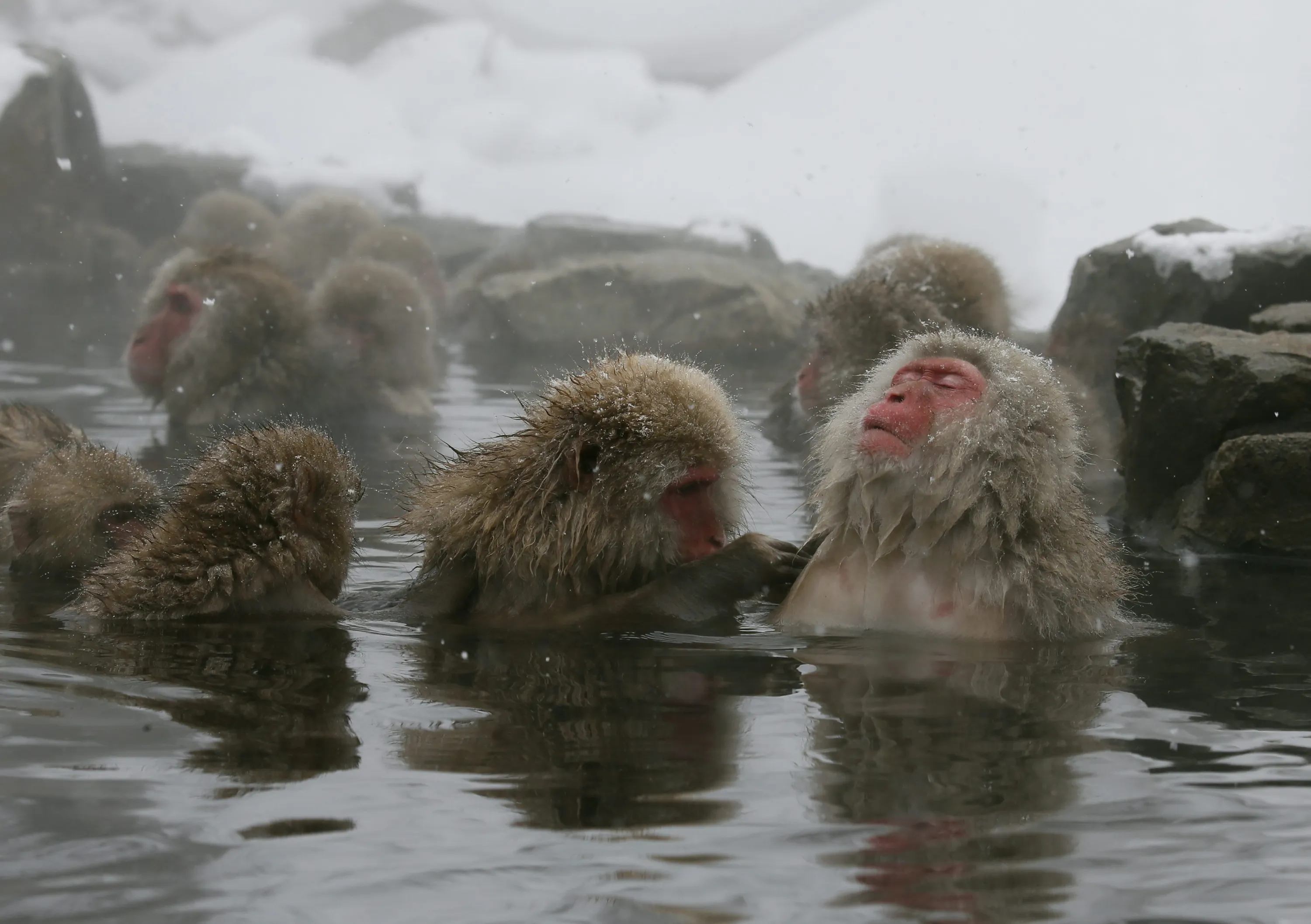 Группа обезьяна купается в теплой. Парк Джигокудани Япония. Макаки в Японии в термальных источниках. Обезьяний парк Джигокудани. Обезьянки купаются в горячих источниках в Японии.