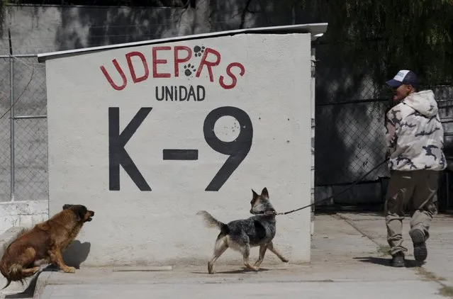 A dog trainer works with previously abandoned dogs at a police centre in Saltillo, Mexico March 4, 2016. (Photo by Daniel Becerril/Reuters)