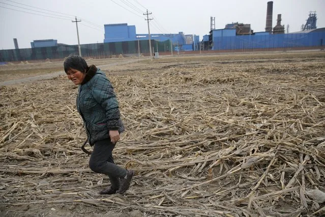 A farmer works on a corn field next to a closed steel factory in Tangshan, China, February 27, 2016. Picture taken on February 27, 2016. (Photo by Kim Kyung-Hoon/Reuters)