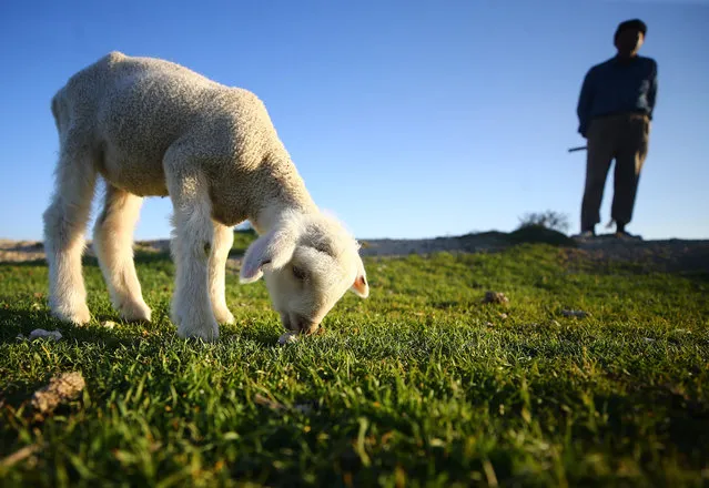 A lamb grazing green grass in the field in Karapinar district of Konya province in Turkey on March 23, 2019. (Photo by Abdullah Cokun/Anadolu Agency/Getty Images)