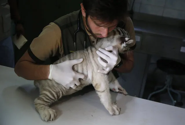 Veterinarian Ewerton Luis de Lima holds a white Bengal tiger cub born in captivity during a press presentation at Huachipa's private zoo in Lima, Peru, March 16, 2016. (Photo by Mariana Bazo/Reuters)