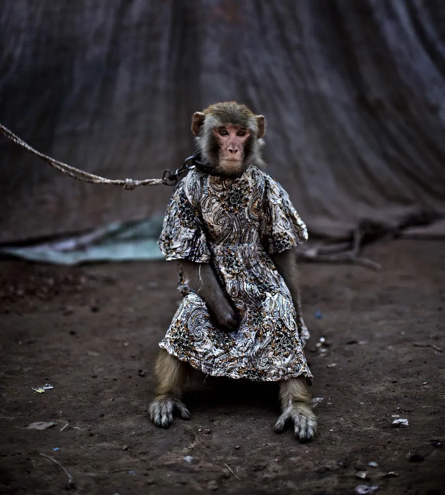 Monkey Business in Pakistan