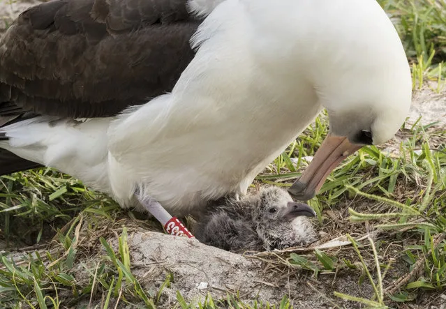 In this Thursday, February 7, 2017, photo provided by the photo provided by the U.S. Fish and Wildlife Service - Pacific Region shows Wisdom and her new chick at the Midway Atoll National Wildlife Refuge and Battle of Midway National Memorial in the Papahanaumokuakea Marine National Monument. The Laysan albatross is about 66 years old and is the world's oldest breeding bird in the wild. Fish and Wildlife Service project leader Bob Peyton says Wisdom has returned to Midway for over six decades. (Photo by Naomi Blinick/USFWS Volunteer via AP Photo)