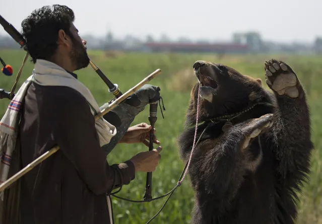 A bear dances to bag pipe music by Pakistani bear handler Naseer Ahmed to earn a living in Islamabad, Pakistan, Wednesday, March 12, 2014. Ahmed earns around rupees 500 (US$ 5) a day from spectators to support his family consisting of seven members. (Photo by B.K. Bangash/AP Photo)