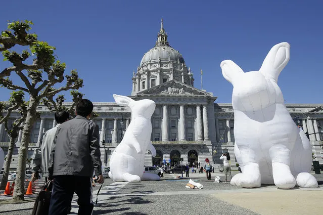 Pedestrians look toward large illuminated rabbits installed at Civic Center Plaza as part of an art piece entitled “Intrude” by Australian artist Amanda Parer, across from City Hall in San Francisco, Tuesday, April 5, 2016. To prevent the kind of vandalism that hit Super Bowl 50 artwork earlier this year, the bunnies will get 24-hour security from now until the exhibit ends on April 25. (Photo by Jeff Chiu/AP Photo)