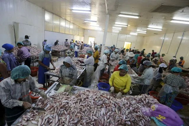 Workers process fish at a seafood export factory in Hlaingthaya Industrial Zone, outside Yangon, Myanmar February 19, 2016. (Photo by Soe Zeya Tun/Reuters)